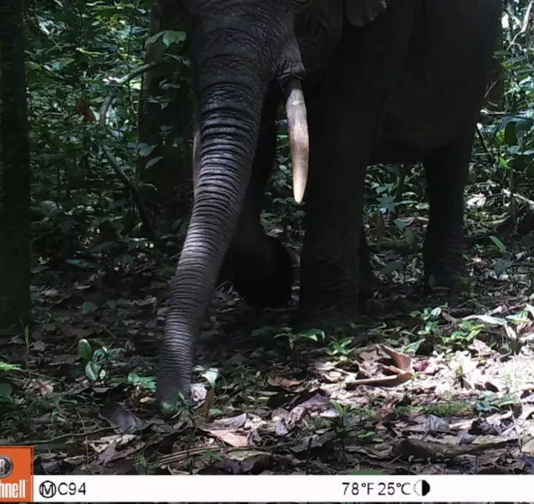 African Forest Elephant Camera Trap