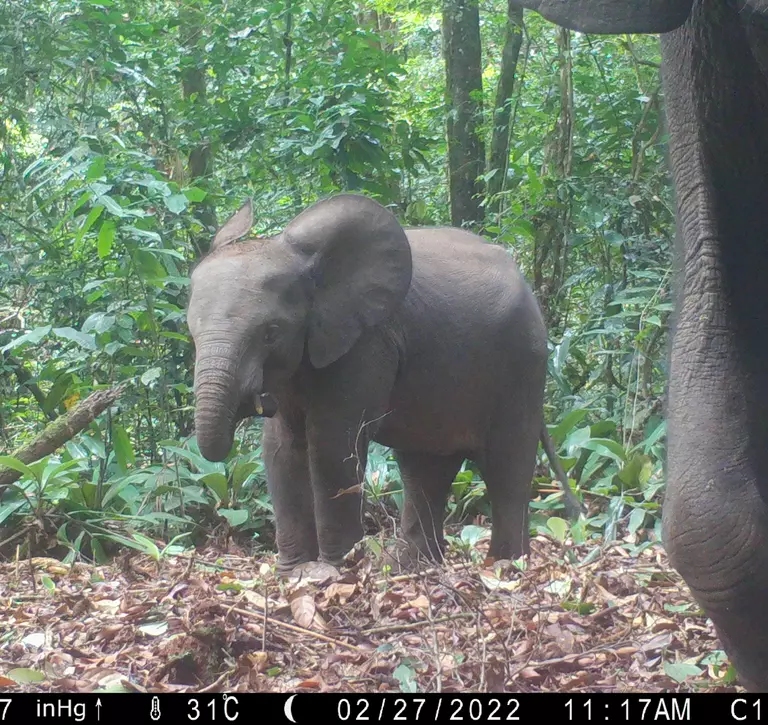 forest baby elephant