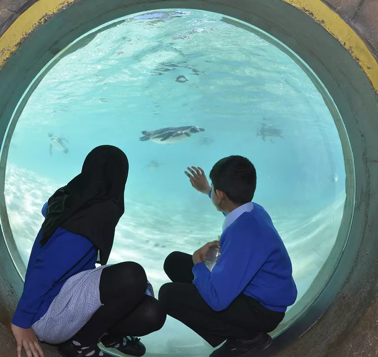 two schoolchildren looking at london zoo penguins