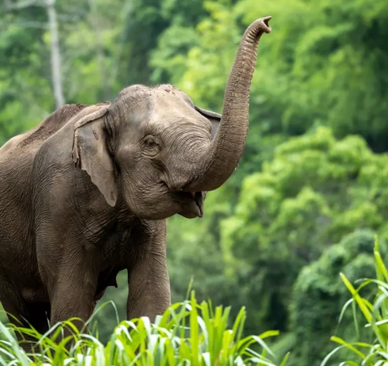 Asia Elephant in Thailand