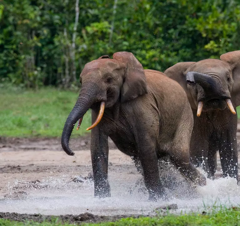 Forest elephants playing with each other in Central African Republic