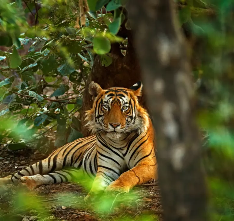 tiger lying in forest