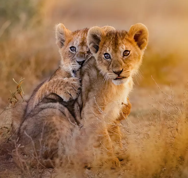 two lion cubs playing