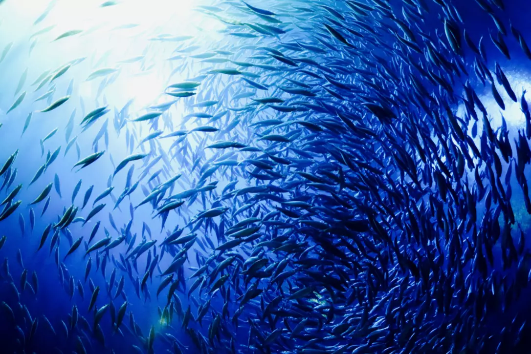 school of fish