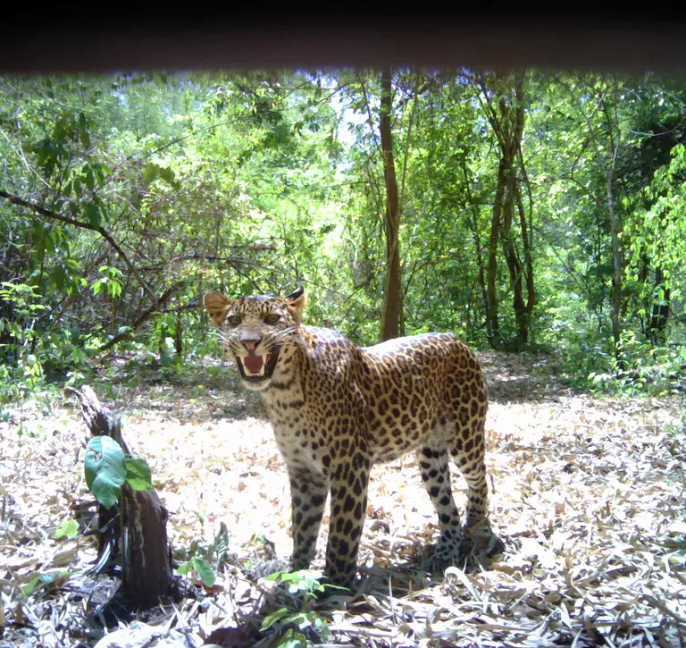 Camera trap image of leopard sniffing baited scent station in Thailand
