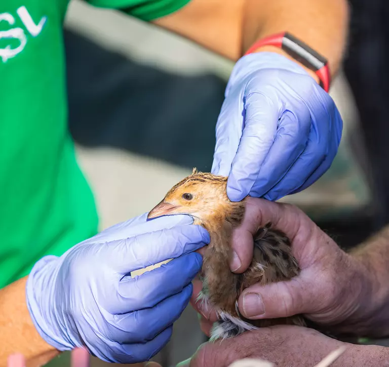 Corncrake Health Checks