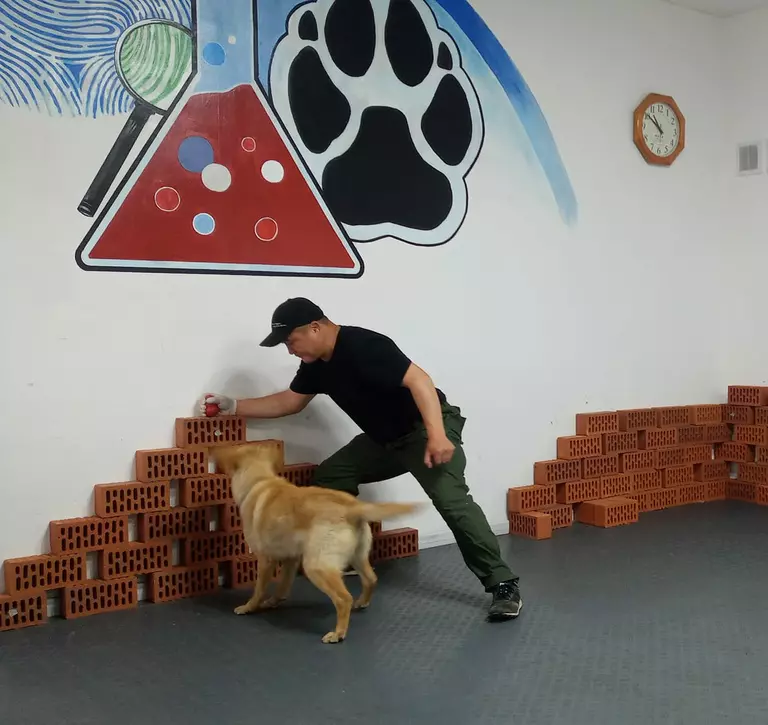 Dog being trained to detect illegal wildlife trade goods by ZSL Mongolia team