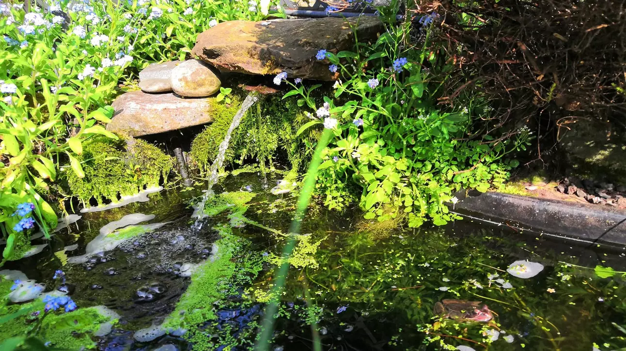 Small wildlife garden pond with a fountain