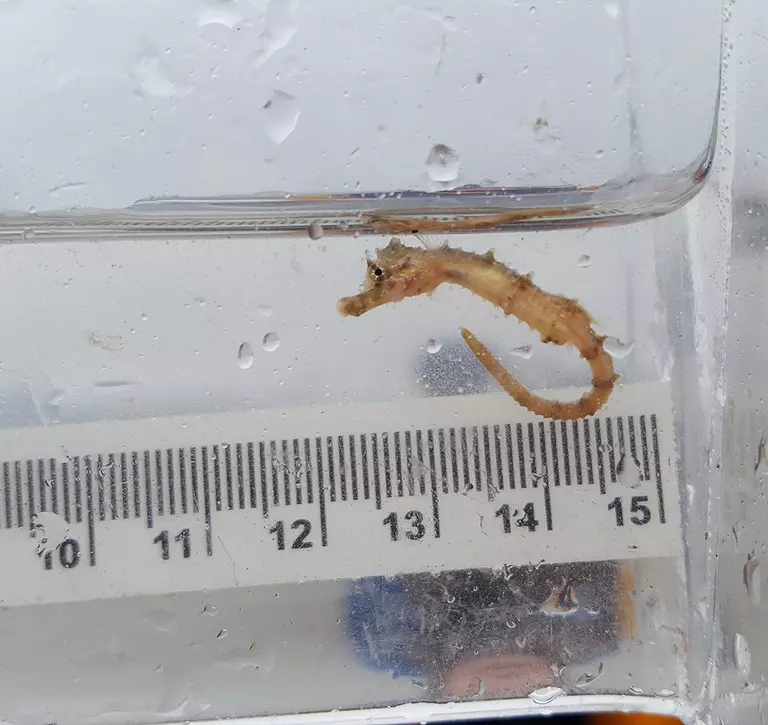 A short-snouted seahorse being measured with a ruler