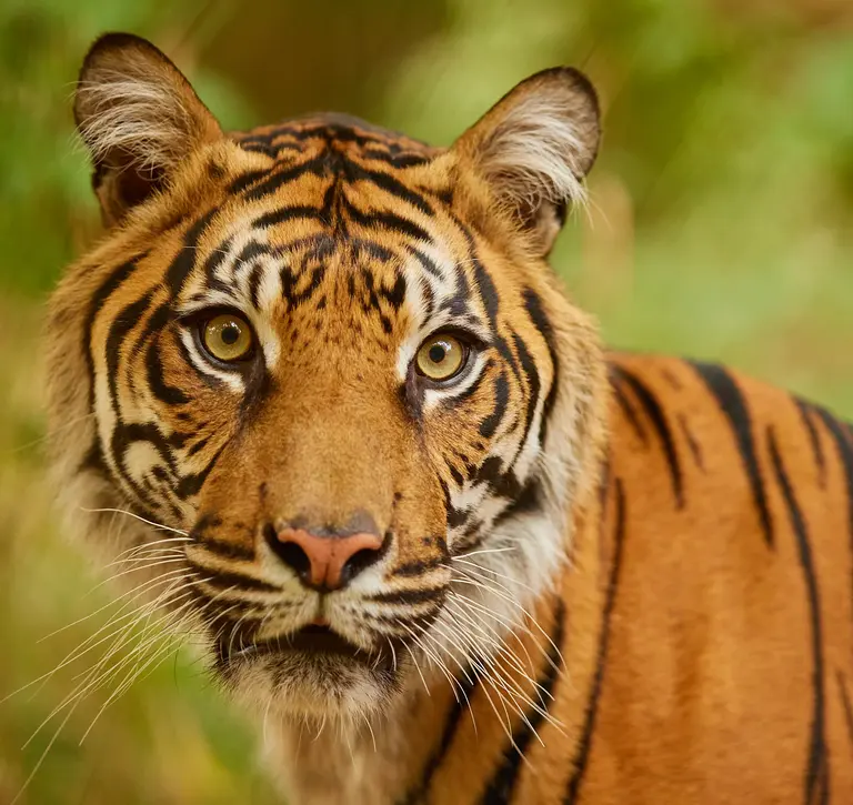 tiger close up