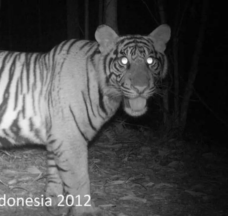 A tiger caught on camera trap close to an Indonesian palm oil plantation. ZSL has studied the wildlife in areas around palm oil plantations to understand how setting aside land for conservation can help, and develop guidelines for growers.