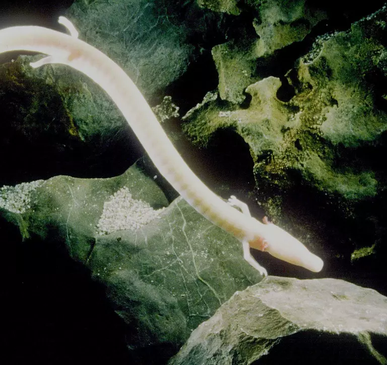 Olm swimming in the darkness of a cave through the rocks, pale pink snake like in appearance with four small lake. Smooth with no clear features.