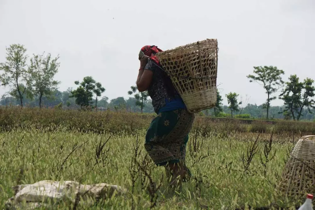 Nepali woman carrying compost manures on her basket.