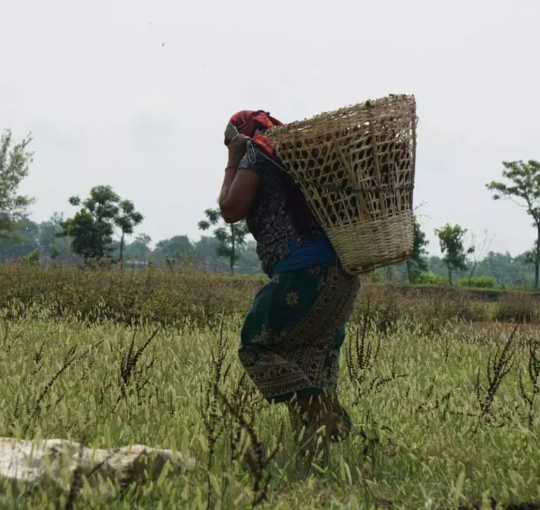 Nepali woman carrying compost manures on her basket.