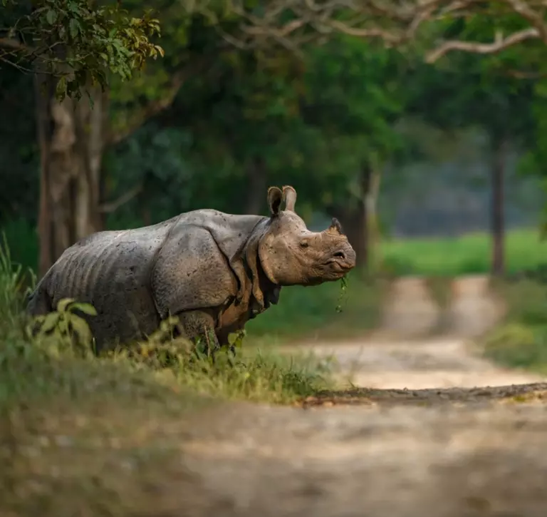 Greater one-horned rhino crossing a safari trail at Kaziranga National Park, Assam