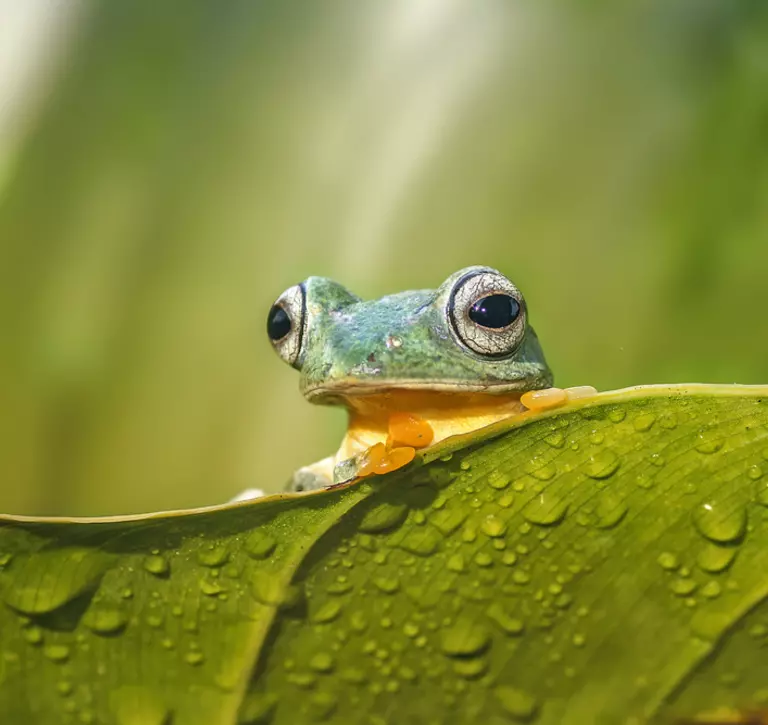 frog hiding behind leaf