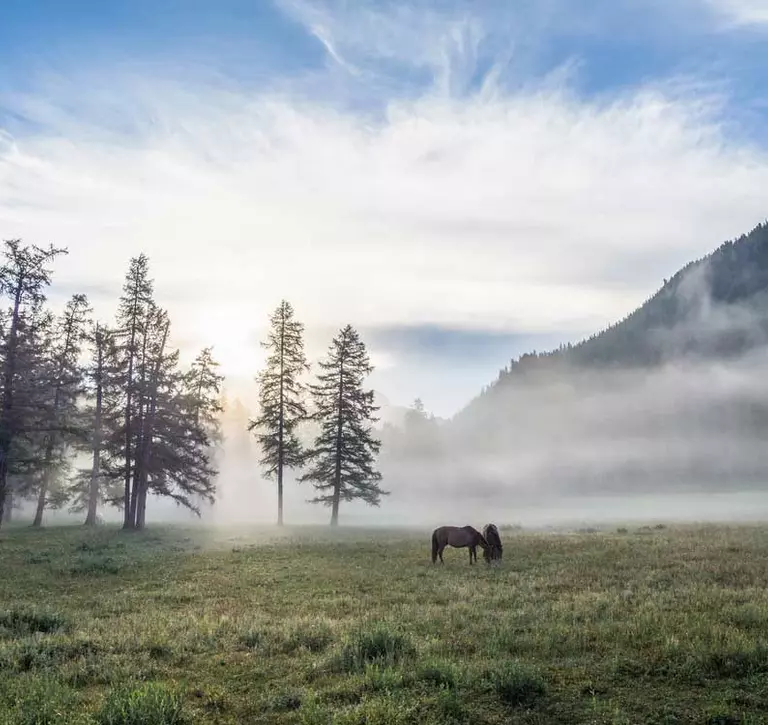Two horses on a pasture at a misty morning after the rain in Khoridol Saridag mountains taiga, Mongolia