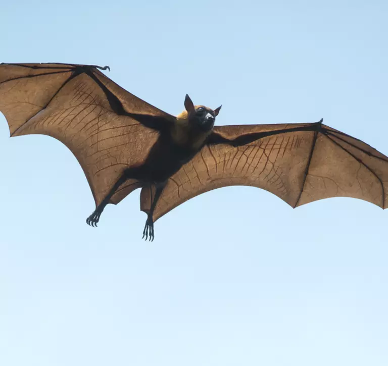 African fruit bat with wings spread open flying through blue sky