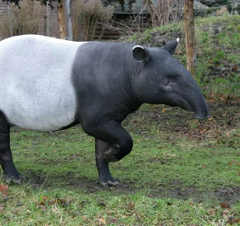 tapirus indicus