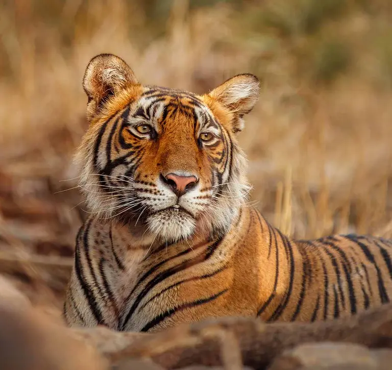 Tiger lying on the ground