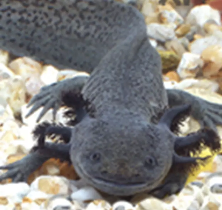 Axolotl