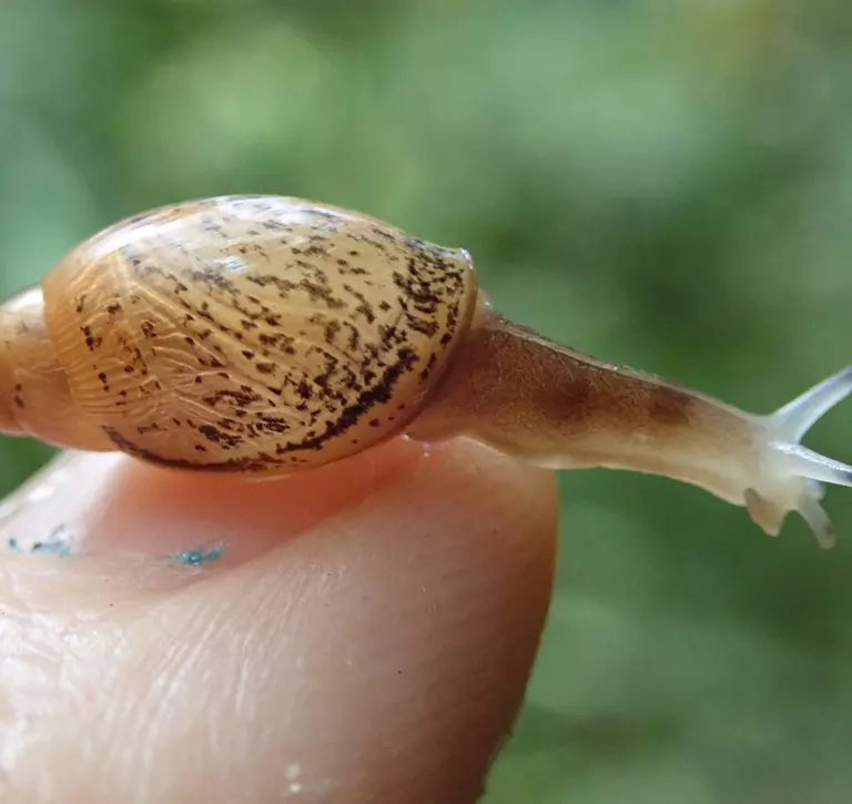 Carnivorous rosy wolf snail on a person's finger