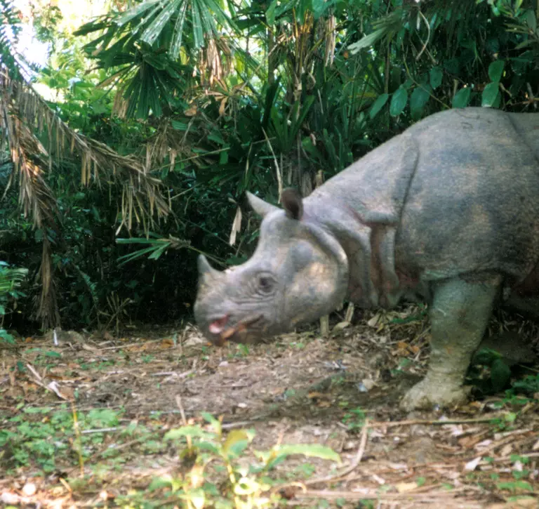 Javan rhino emerging from bush