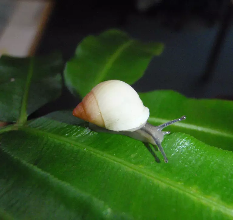 Partula snail on a leaf