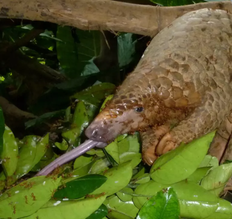 Pangolin with tongue out reaching ant