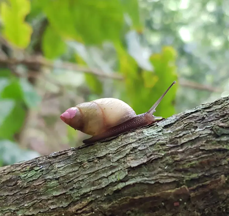 Partula snail on a tree during reintroduction on Huahine