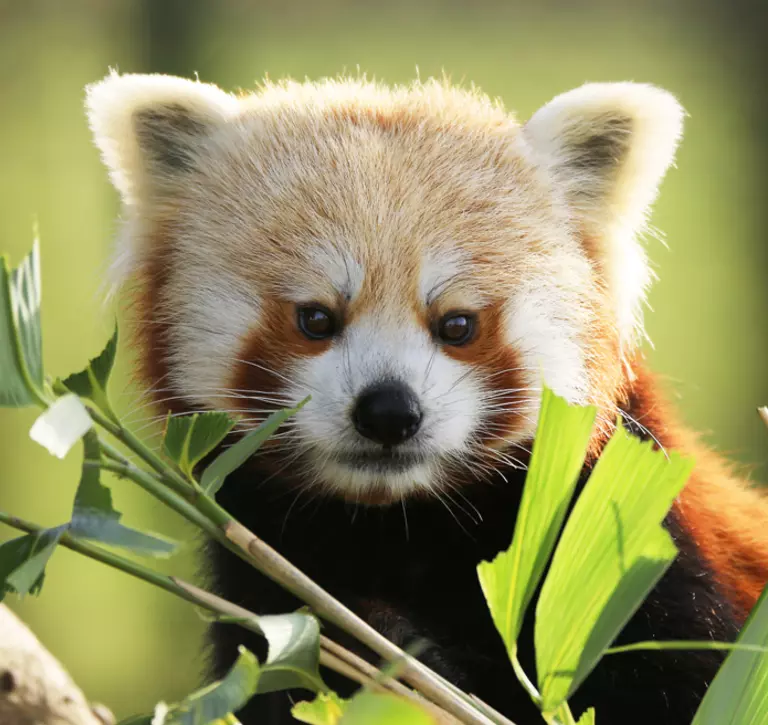 Red panda at Whipsnade Zoo 