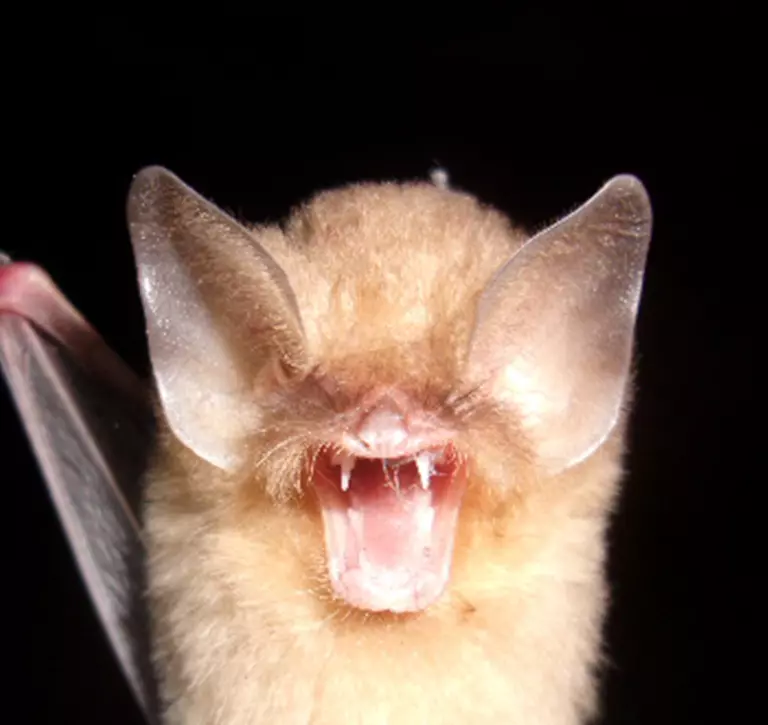 Cuban greater funnel-eared bat ears