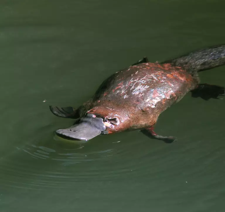 Platypus in water