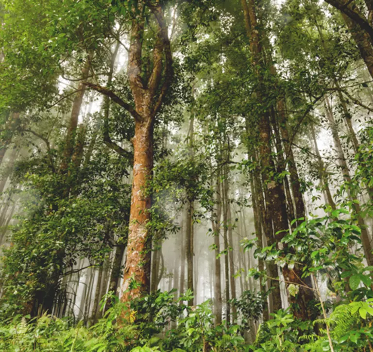 Forest in Indonesia, shot looking up at trees with mist of the forest in background 