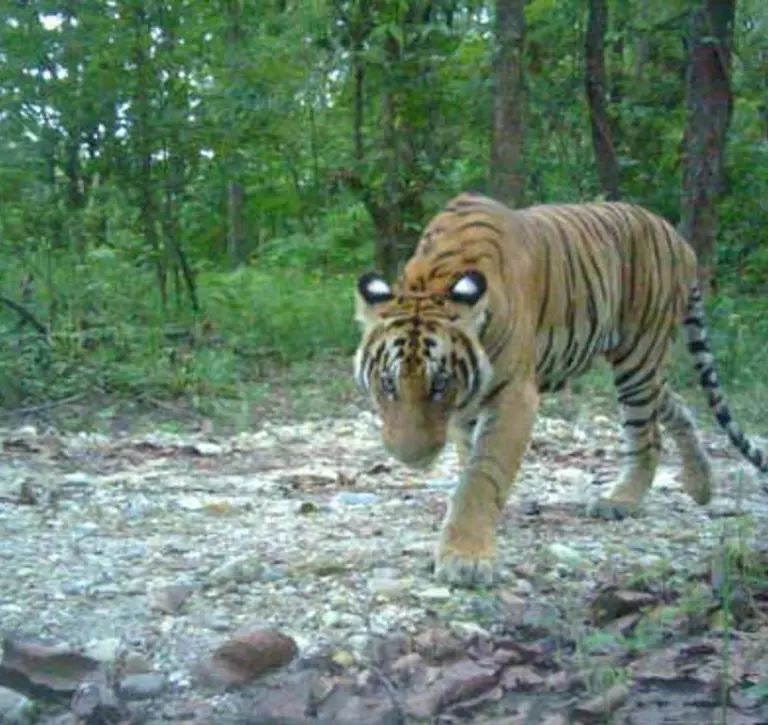 Tiger on camera trap during Nepal conservation work camera trap photo