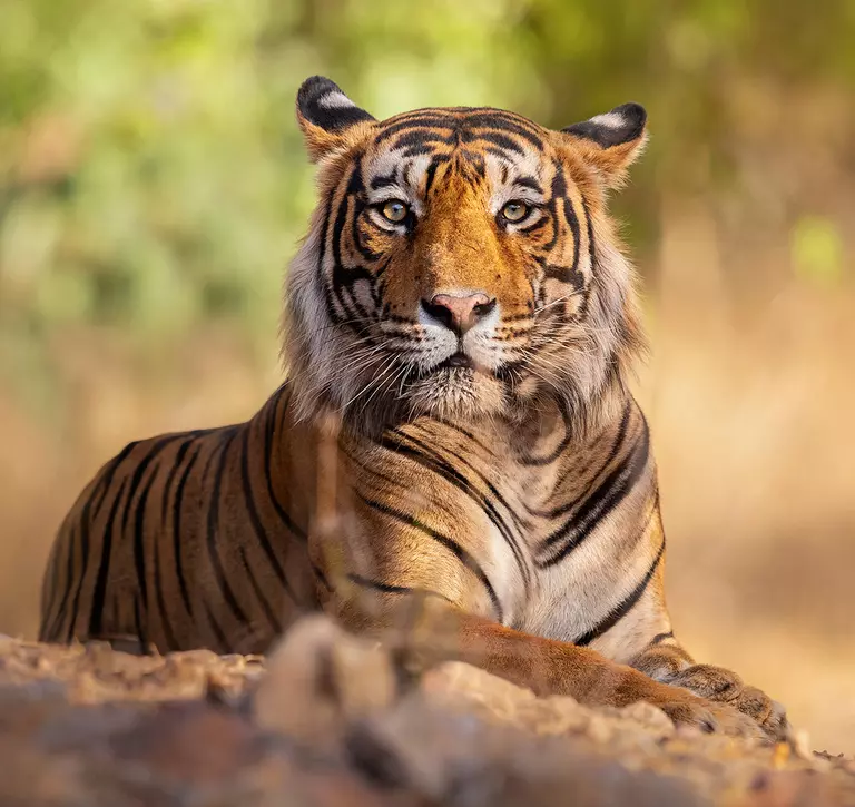 A Bengal tiger lying down