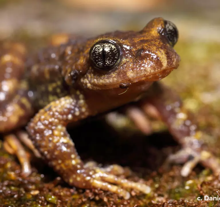 Sterling's toothed toad 