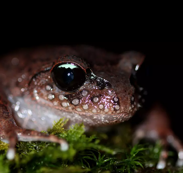 Ailao moustache toad