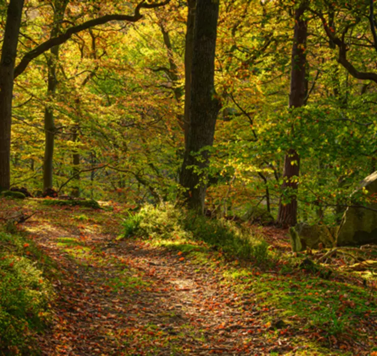 Dormouse habitat, British woodland