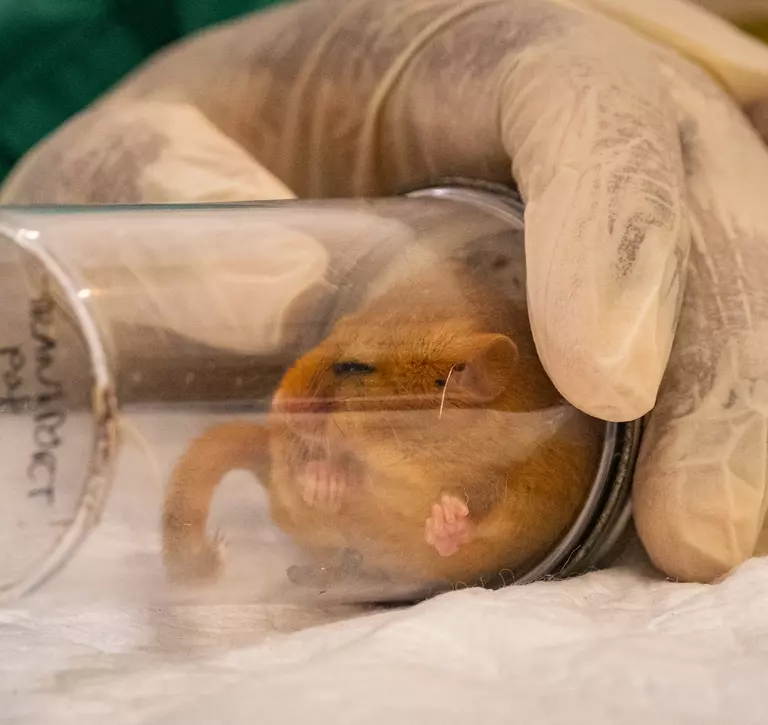 Hazel dormouse sleeping