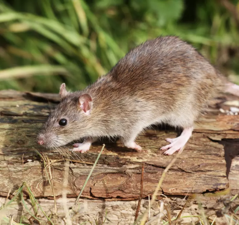Rat with long pale tail and pale pointy ears. 