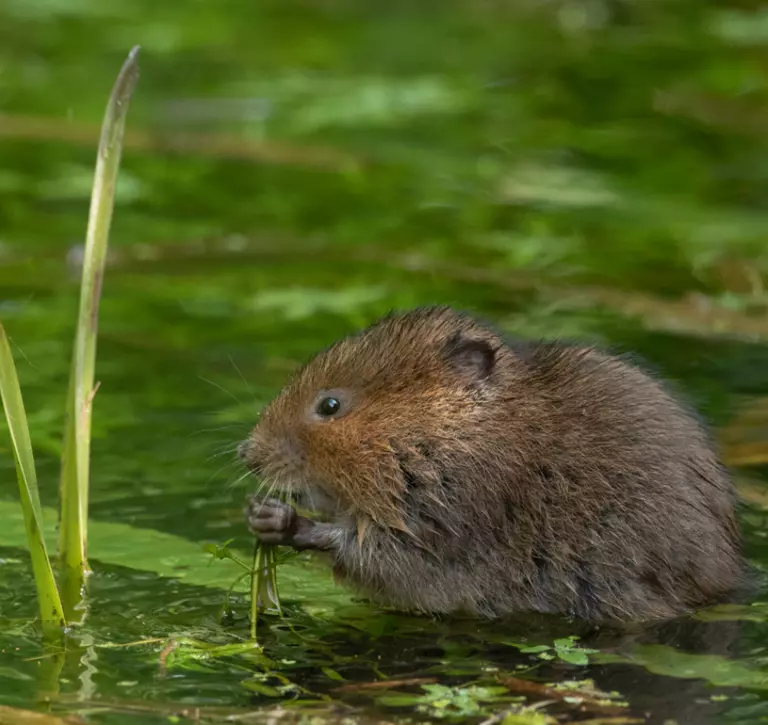 Water vole eating vegetation in a river