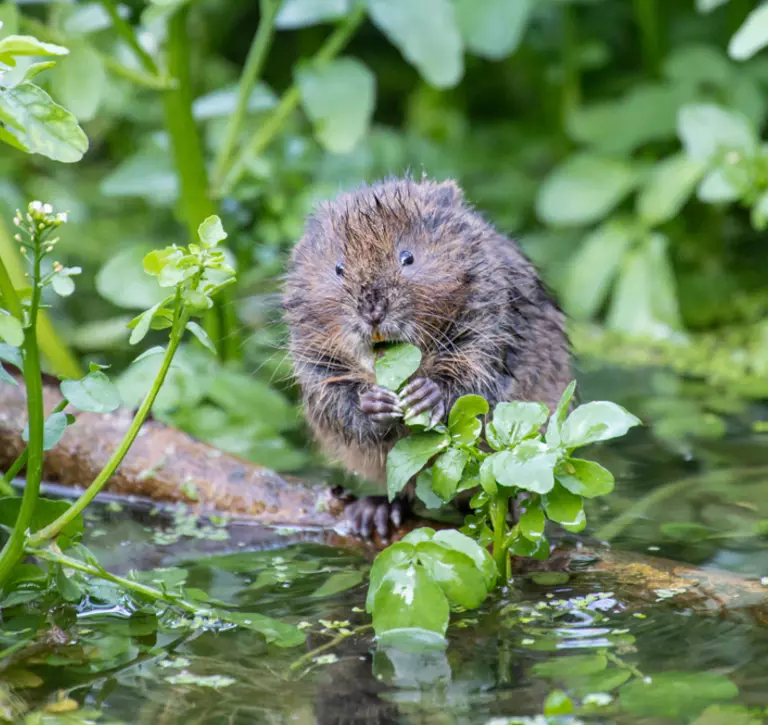 Water vole eating on a river bank