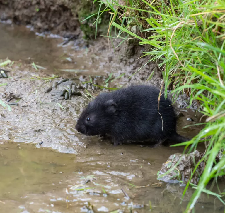 Black water vole, which can be found in Scotland