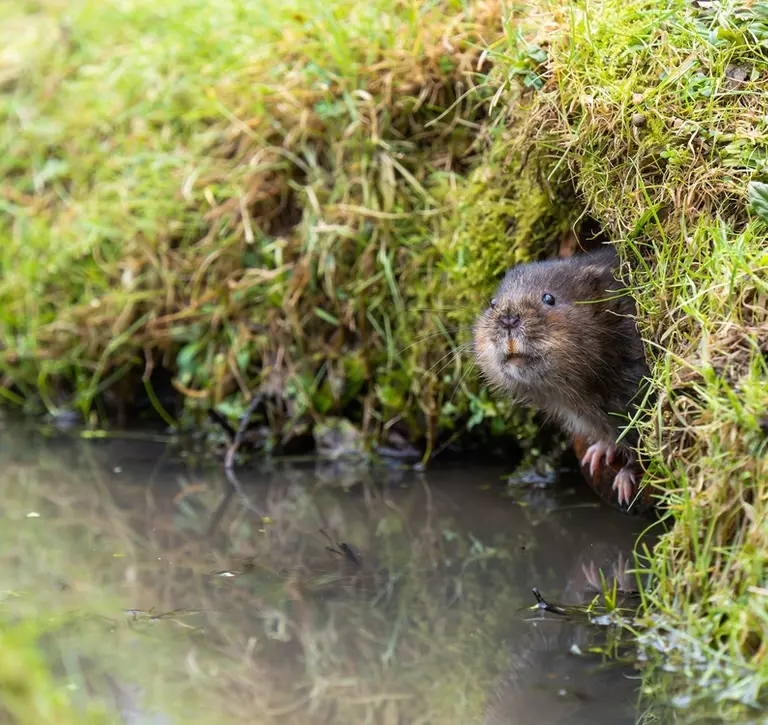 Water vole poking out from burrow along a river bank