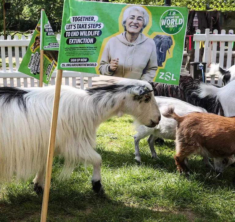 Goats walking around London Zoo