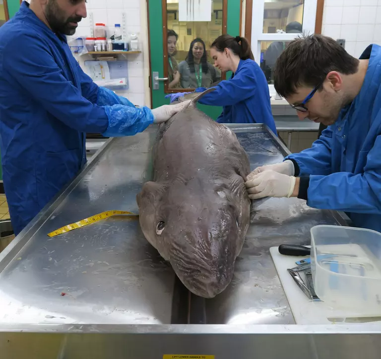 A shark lies on a dissection table ready for a post-mortem to understand more about the threats that sharks face