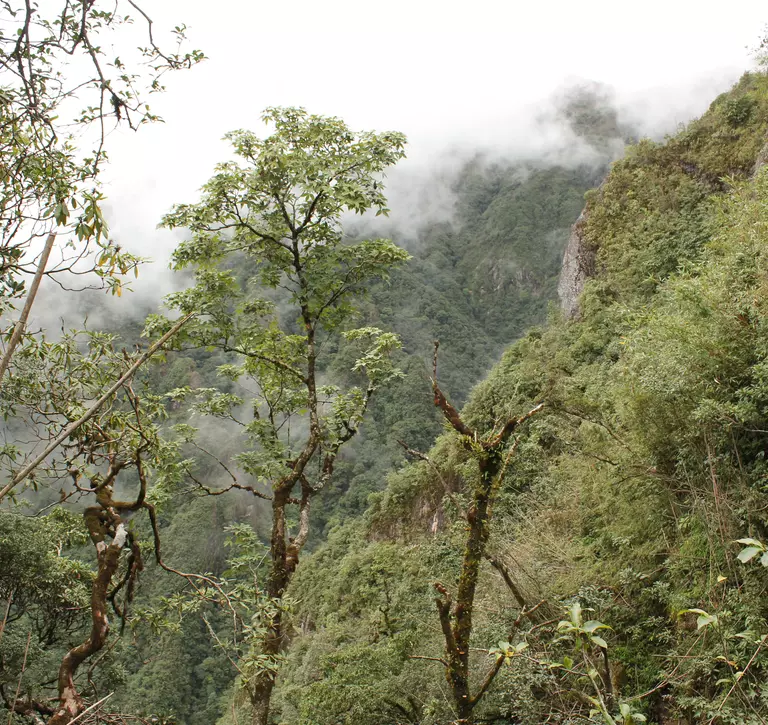 View overlooking the forest canopy, with clouds rolling over mountain peaks in the background
