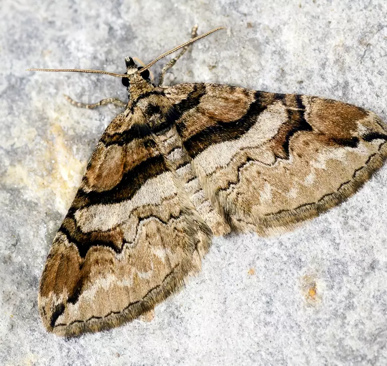 A barberry carpet moth