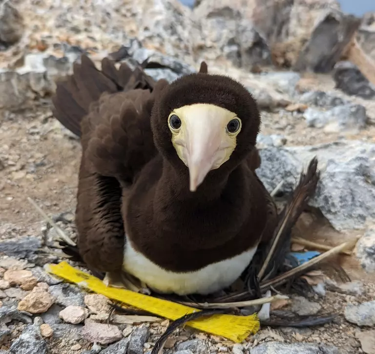 A brown booby sitting on a nest containing plastic